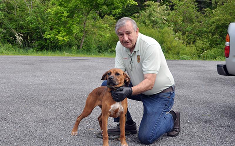 Fannin County Animal Control officer J.R. Cornett shows off this female Beagle Hound mix. She was found in Blue Ridge and will be staying with animal control until adopted. View this beautiful girl under Animal Control number 152-20.
