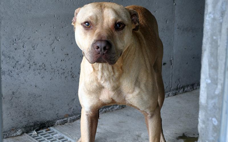 This male Bull Mix was picked up May 28 in Cashes Valley. He sports a tan coat and big brown eyes. View this sweet guy under Animal Control code 153-20.