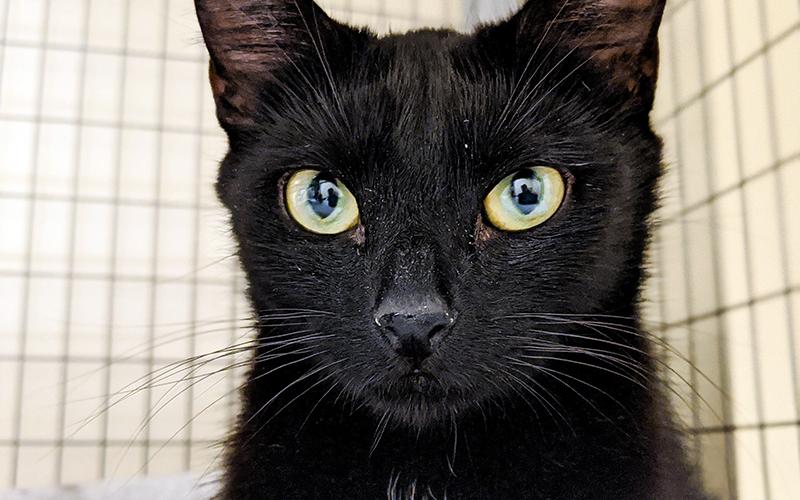 The Humane Society of Blue Ridge cat of the week is Emily. She is 11-months-old and is a calm, sweet, easygoing girl. She had kittens and was a good mother to them, but now she is ready to find her forever family. For more information about Emily, contact the Cat Haven at 706-632-4357.