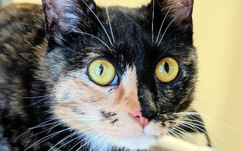 The Humane Society of Blue Ridge cat of the week is Tess. She is a 10-month-old tortoiseshell beauty who has very soft fur. Tess is quiet and has a soft meow. She loves people and is happy to receive affection. Learn more or schedule a visit by calling the adoption center at 706-632-4357.