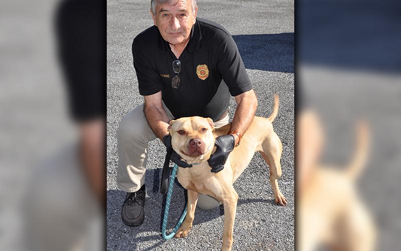 This blonde, male Bulldog mix was picked up on Cashes Valley Road in Epworth. Named Randy, this boy makes a great adventure companion. He will remain at Animal Control until adopted, unless he is reclaimed by his owner first. View him under intake number 153-20. He is being held by Animal Control Officer J.R. Cornett.