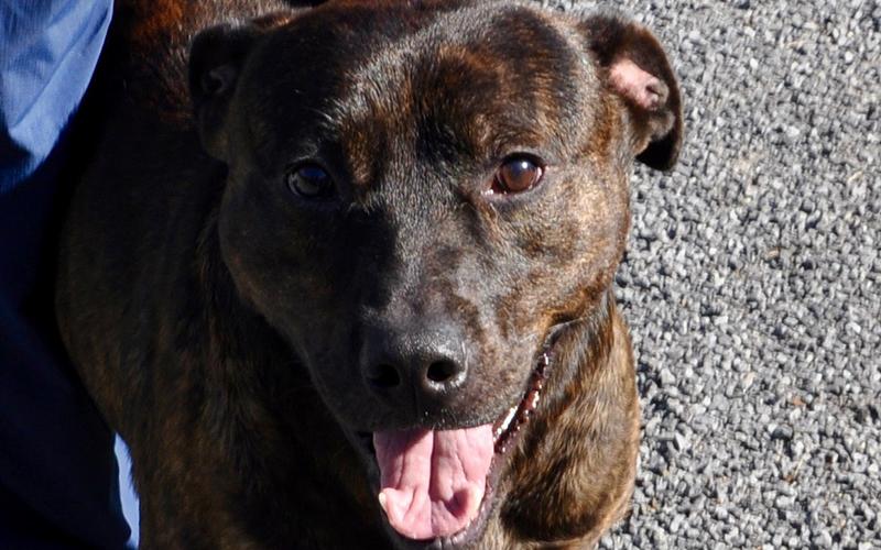 This male mix is an owner surrender, and he is available for adoption. This ball of energy has a short-haired, chocolate brindle coat with tea colored eyes. View this boy using intake number 177-20.