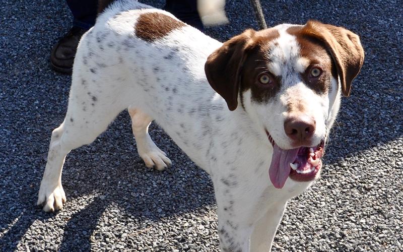 This male Brittany was found around the old Solid Rock Motel off Blue Ridge Drive June 1. He is available for adoption unless reclaimed. He has a soft white coat with chocolate spots and tan colored eyes. He is very well behaved and may be viewed using intake number 161-20.