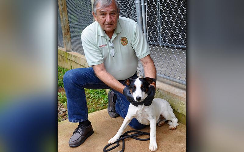 This male mix was found on Salem Road in Mineral Bluff June 24. He will be staying at Animal Control until reclaimed or adopted. He has a soft white coat with spots of black and brown. View this feller using intake number 176-20. He is shown with Animal Control Officer J.R. Cornett.