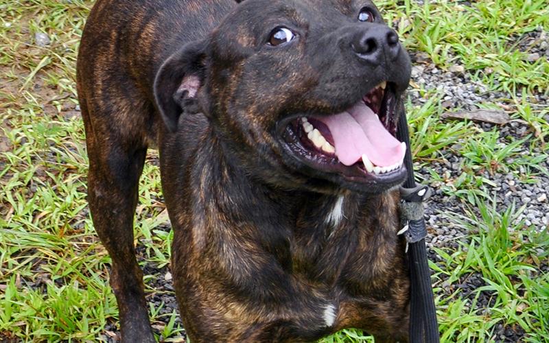 This chocolate brindle mix, Grunt, is an owner surrender and will remain at Animal Control until adopted. He’s got a strong bark, but don’t let that intimidate you. This guy loves attention and seems to do well around other dogs. View him using intake number 171-20.