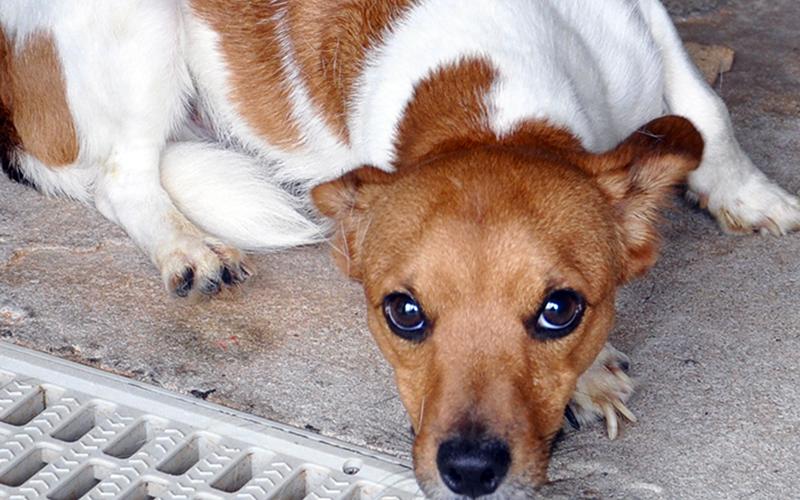 This female Jack Russell Terrier was picked up off Highway 2 in Epworth June 25 and will stay at Animal Control until reclaimed or adopted. She has a white coat with orange spots and big, doe eyes. View this sweet girl with intake number 184-20.