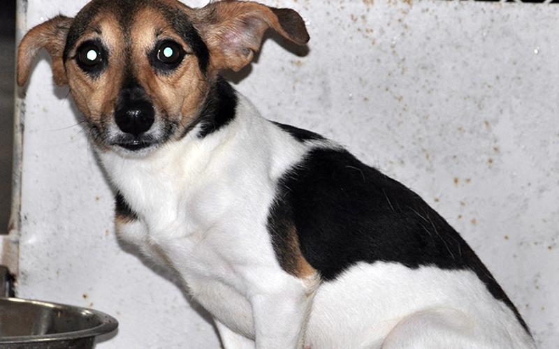This male Jack Russell Terrier was picked up off Highway 2 in Epworth June 25 and will stay at Animal Control until reclaimed or adopted. He has a white coat with black and brown patches. View this little guy using intake number 185-20.
