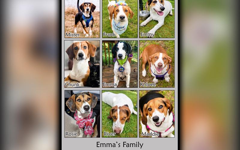 Emma’s eight puppies born at and adopted out of the Humane Society of Blue Ridge’s adoption center celebrated their first birthday Monday, June 1.