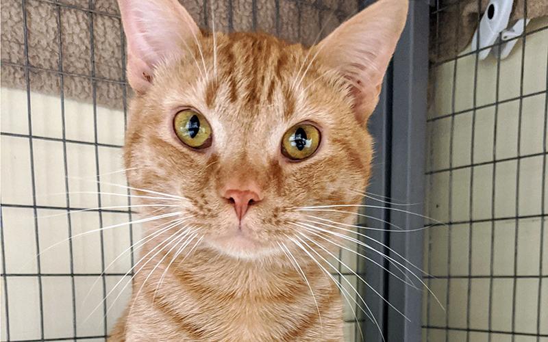The Humane Society of Blue Ridge cat of the week is Ford. He is 2 years old and has a beautiful, soft orange coat. He adores people and enjoys getting his tummy rubbed. Ford is neutered, microchipped and current on his vaccinations. Contact the Adoption Center at 706-632-4357 to schedule a visit.