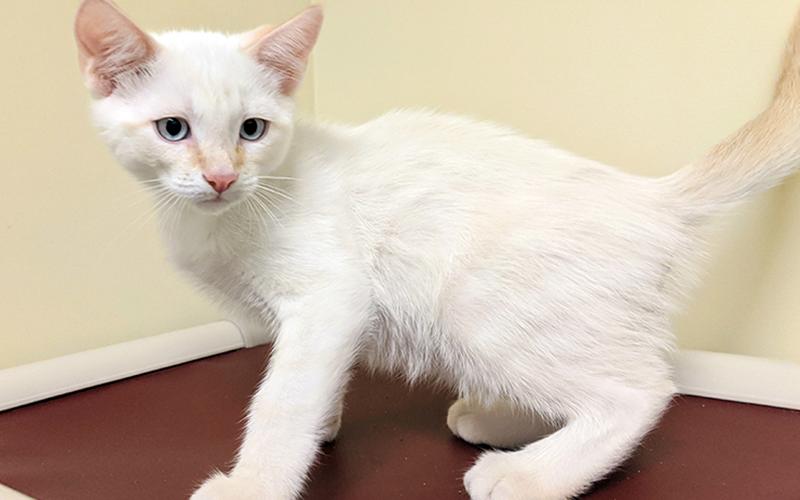 The Humane Society of Blue Ridge cat of the week is Zazu. He is an adorable four-month-old Flame Point Siamese mix who loves to talk. He is very energetic and quite loving. Zazu is neutered, microchipped and current on his vaccinations. More information is available by contacting the Adoption Center at 706-632-4357.