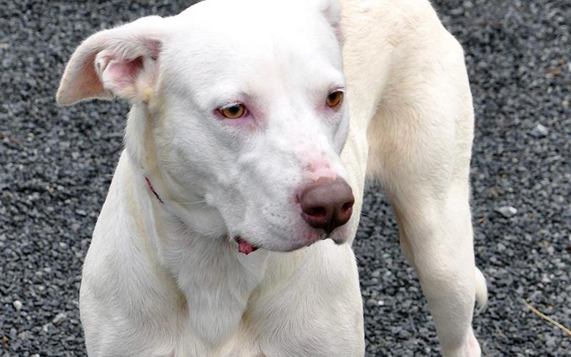This female White Labrador Retriever was found in Epworth June 17. She will stay at Animal Control until adopted. This girl is very calm and sweet. She has a short, snow white coat with marigold colored eyes. View her using intake number 170-20.