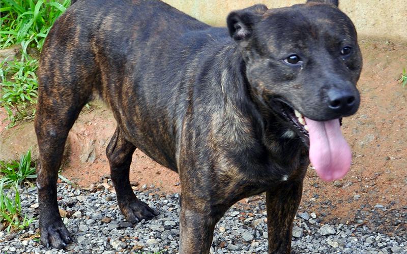 This male mix, who volunteers have named Grunt, was picked up in Blue Ridge June 18. He will remain at Animal Control until adopted. This boy has an intimidating bark, but he is a total sweetie and does well with other dogs. View him using intake number 171-20.