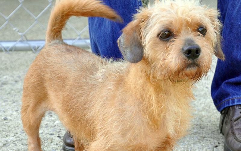 This male Terrier was dropped off at Animal Control July 14 and will stay at Animal Control until reclaimed or adopted. This little guy is teeny tiny and has red, wiry hair. He is very relaxed and quiet. View him using Animal Control number 202-20.