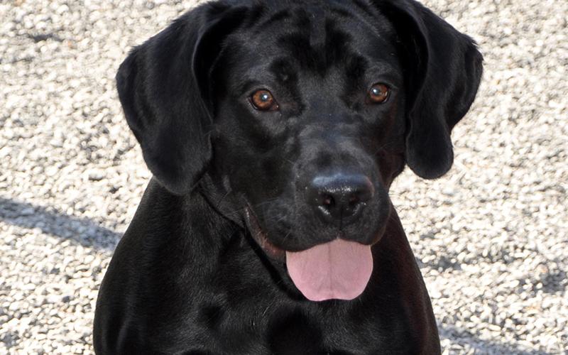 This male Lab mix, named Waylon by volunteers, was picked up on Sun Valley Drive in Mineral Bluff July 7 and will stay at Animal Control until adopted. He has a glistening solid black coat with amber colored eyes. This guy would make a great hiking partner! View him using intake number 193-20.