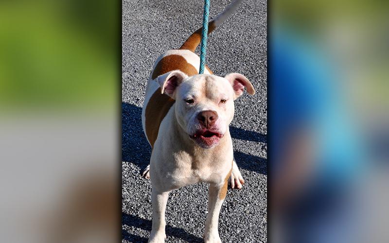 This male Bulldog mix was found on Loving Road in Morganton July 1 and will stay at Animal Control until reclaimed or adopted. He has a white coat with orange spots and a cute, red nose. He would do best as the only pet. View him using Animal Control number 188-20.