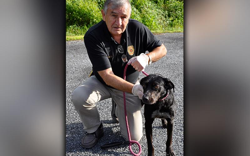 This female mix, found on Skeenah Gap Road in Morganton July 21, will be staying at Animal Control until reclaimed or adopted. She is very calm and has a short, black coat. View her using intake number 210-20. She is shown with Animal Control Officer J.R. Cornett.