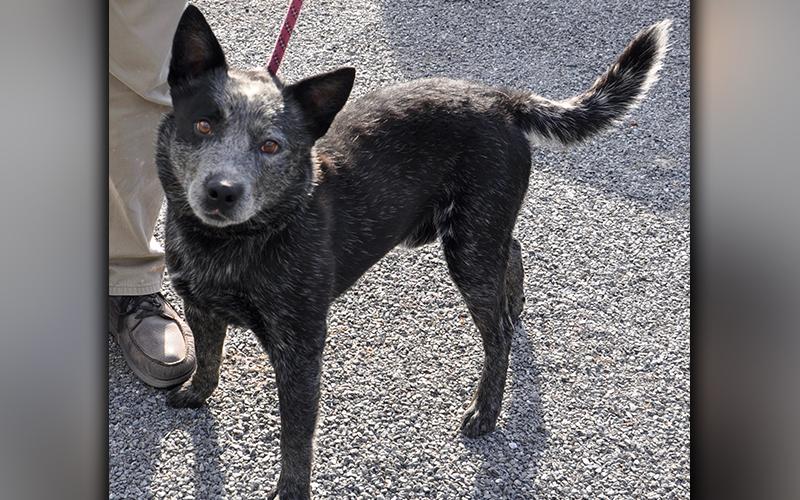 This male Blue Heeler, found on Ash Loop in Blue Ridge July 17, will be staying at Animal Control until reclaimed or adopted. Volunteers have named this guy Spider. This feller seems to be older. He has a salt and pepper coat. View him using intake number 204-20.