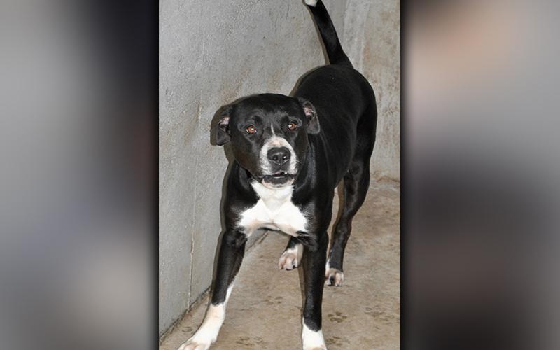 This female Lab mix, found on Highway 2 in Epworth June 18, will be staying at Animal Control until reclaimed or adopted. She has a shiny, black coat with patches of white and amber colored eyes. View her using intake number 175-20.