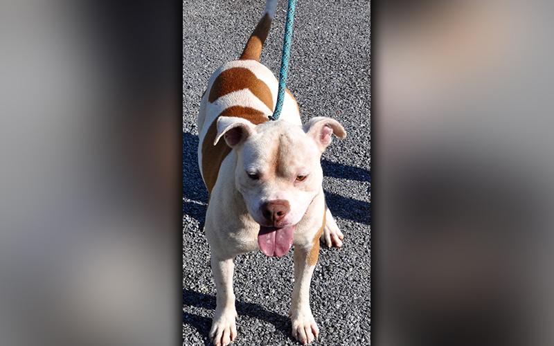 This male mix was picked up on Loving Road in Morganton July 1 and will be staying at Animal Control until reclaimed or adopted. He has a short, white coat with orange spots. View him using intake number 188-20.