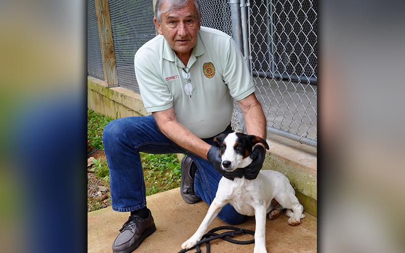 Sparky, a male mix, was picked up on Salem Road in Mineral Bluff June 24 and is looking for a forever home. He is younger, so he is full of life. View him using intake number 176-20. He is shown being held by Animal Control Officer J.R. Cornett.