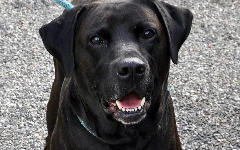 This male lab mix is such a good boy! He was picked up June 18 on Goss Road in Blue Ridge and is ready for a new home. He is very well mannered. This guy is mostly black with spots of white. View him using intake number 173-20.