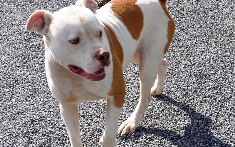This bulldog mix was picked up July 1 on Fern Drive in Morganton, and he is ready for a forever home. He has a short, white coat with large orange spots. He is a very sweet boy. View him using intake number 188-20.