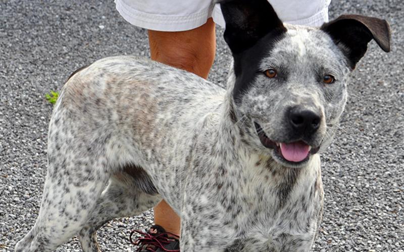 This Blue Heeler was found on Hardscrabble Road in Mineral Bluff June 30. He is ready for a new home! This boy would make a great family member. He has a white coat with black speckles. View him using intake number 187-20.