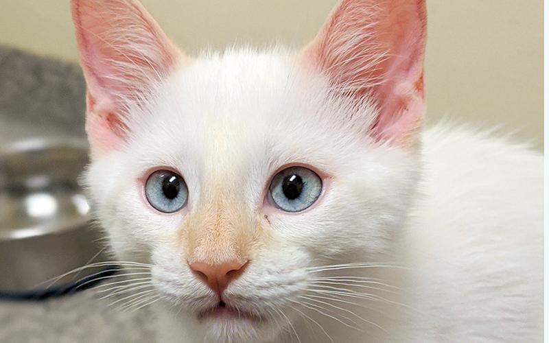 The Humane Society of Blue Ridge cat of the week is Simba. He is a four-month-old Flame Point Siamese mix who is a true delight. He is a bundle of energy and loves to play. Simba is neutered, microchipped and current on his vaccinations. For more information contact the Adoption Center at 706-632-4357 to schedule a time to meet this him.