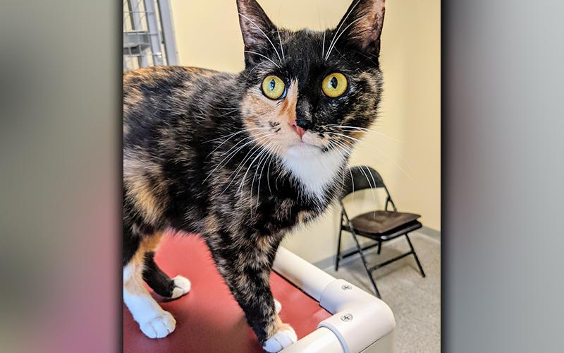 The Humane Society of Blue Ridge cat of the week is Tess. She is an 11-month-old beauty with a super sweet demeanor and oodles of confidence. She will win you over with her soft meow. Tess is spayed, microchipped and current on her vaccinations. Call the Adoption Center at 706-632-4357 for more information about Tess.