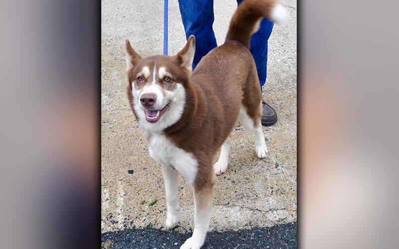 This female Husky was dropped off at Animal Control August 3 and will stay there until reclaimed or adopted. She has a longer, brown coat with white on her underside. She’s a talker. View her using intake number 218-20.
