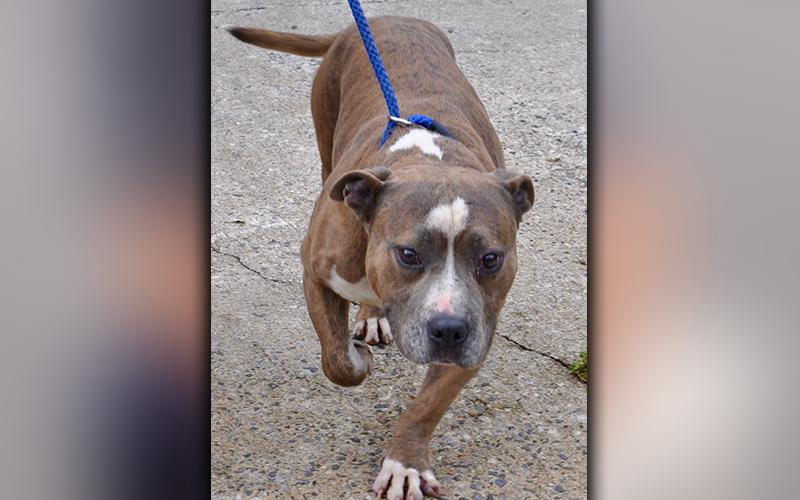 This male Bulldog mix was picked up at Pat’s Kountry Kitchen in McCaysville July 28. He will be staying at Animal Control until reclaimed or adopted. He has a brown brindle coat and almond eyes. He’s super sweet! View him using intake number 212-20.