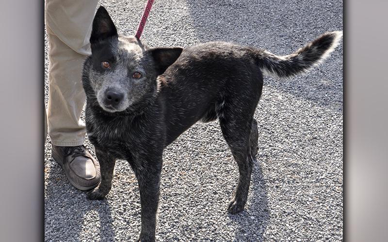 This male Blue Heeler was picked up on Ash Loop in Blue Ridge July 17 and is staying at Animal Control until adopted. He has a salt and pepper coat with amber colored eyes. He’s ready for a life on a farm! View him using intake number 204-20.