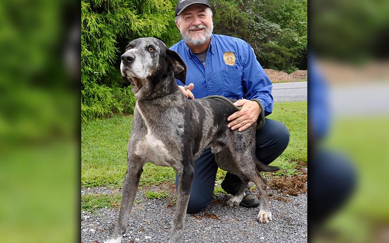 This Leopard Cur, Great Dane mix was found on Windy Valley Lane in Blue Ridge August 8. He has a salt and pepper coat with black and white patches. He has stunning golden eyes as well. View this guy using intake number 224-20. He is shown with Animal Control Manager John Drullinger.