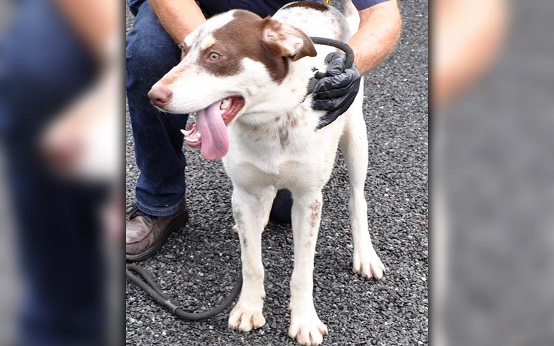 This bird dog is an owner surrender and was brought to Animal Control August 5. He is a sweet guy with a soft, white coat with milk chocolaty spots. He has beautiful marigold colored eyes. View him using intake number 222-20.