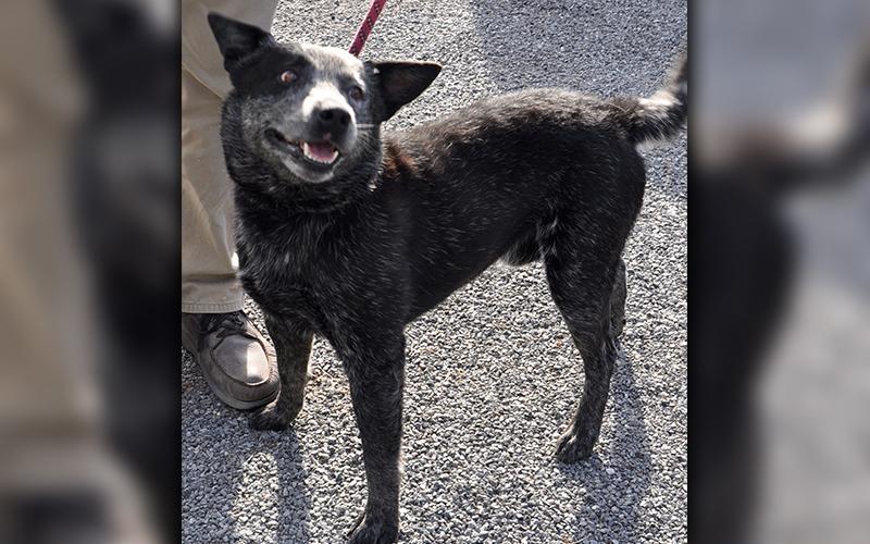 This Blue Heeler was picked up on Ash Loop in Blue Ridge July 17. He is medium in size and has a dark salt and pepper coat with contrasting brown eyes. He is a fun guy. View him using intake number 204-20.