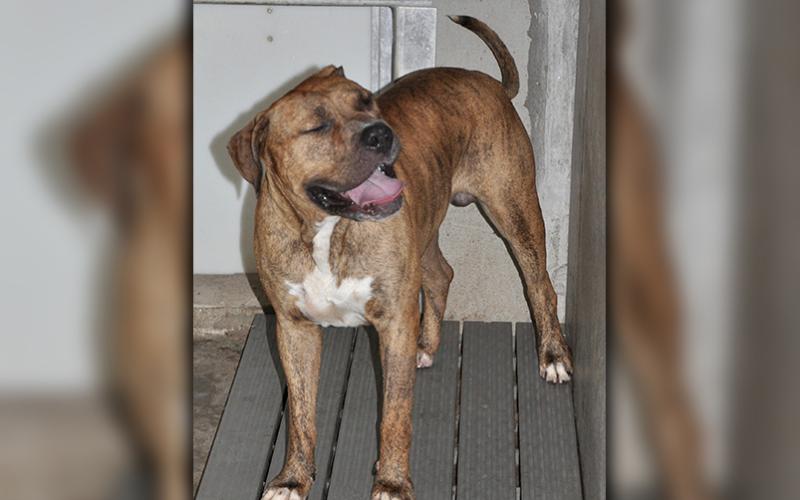 This Bull Mastiff was picked up in Blue Ridge July 10. He is very large and intimidating but doesn’t seem to be mean upon the first encounter. He has a golden brown brindled coat. View him using intake number 198-20.