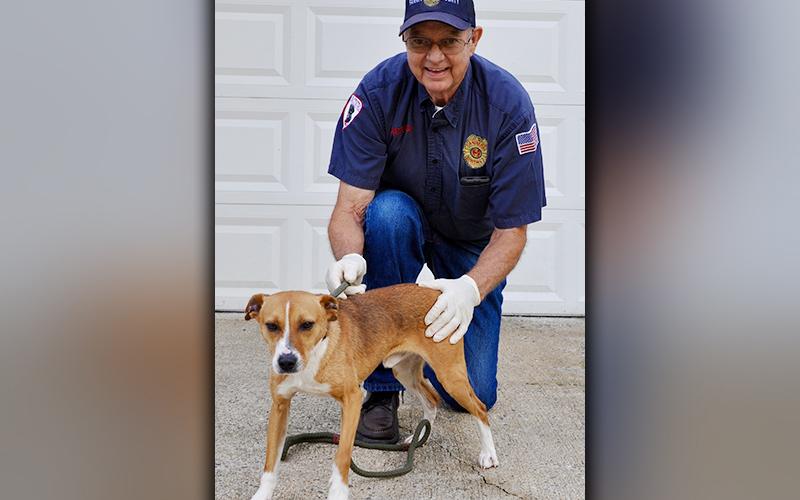 This male Feist mix was found on Mount Liberty Road in McCaysville Thursday, July 30. He will be staying at Animal Control until reclaimed or adopted. This feller has a short, orange coat with spots of white. View him using intake number 215-20. He is shown with Animal Control Officer Pat Patterson.
