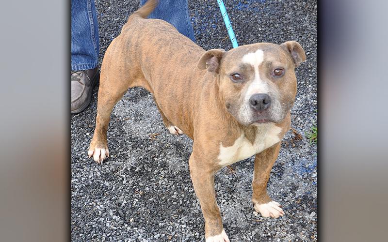 This male Bulldog was picked up at Pat’s Kountry Kitchen in McCaysville July 28. He will be staying at Animal Control until reclaimed or adopted. He has a tan brindle coat with a little white heart on his forehead. He is very sweet. View him using intake number 212-20.