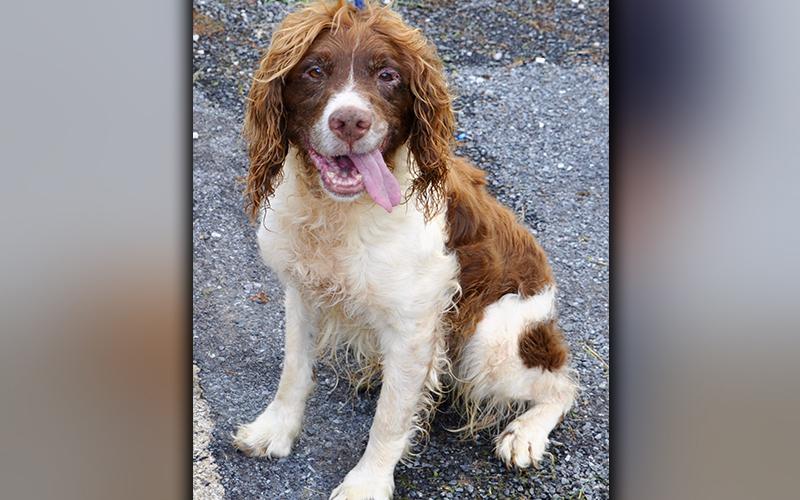 This male Spaniel is an owner surrender. He will be staying at Animal Control until adopted. He has long, wavy hair that is brown and white. This boy needs some love. View him using intake number 213-20.