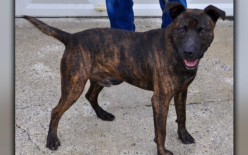 This male mix was picked up on Murphy Highway in Mineral Bluff July 7. He will remain at Animal Control until reclaimed or adopted. He has a short, black brindle coat. View him using intake number 195-20.