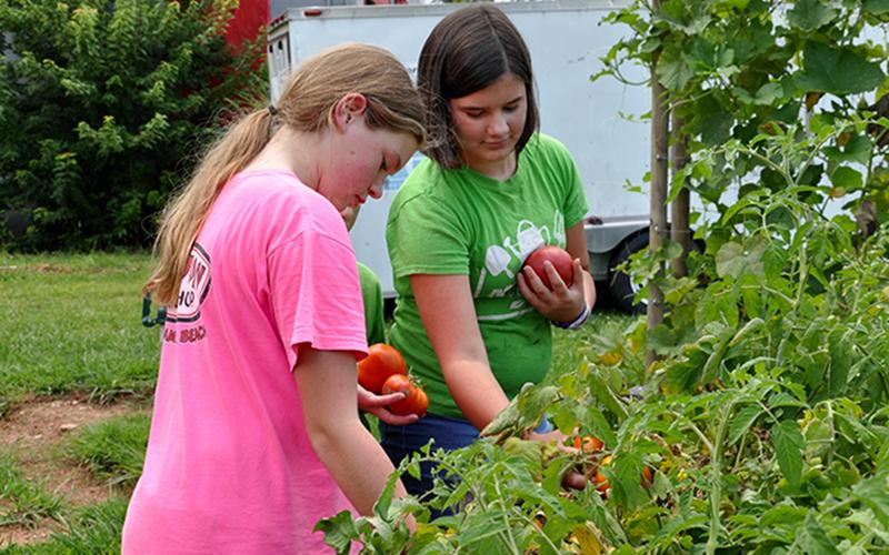 RIGHT: Camryn Dockery, left, and Raegan Farner pick some ripe heirloom tomatoes from their garden at Copper Basin Elementary.