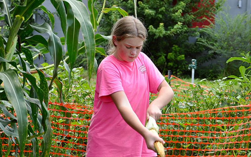 Camryn Dockery shucks some corn from the garden she’s helped produced. She said her favorite produce are the bell peppers.