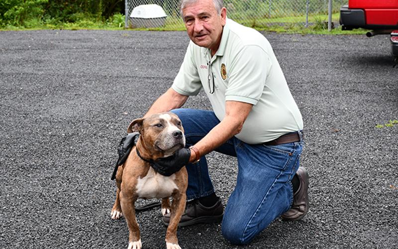 This male Bull mix was picked up July 28 in McCaysville and is staying at Fannin County Animal Control until reclaimed or adopted. His coat is a beautiful, light brown color with a white tummy, nose and socks. View this sweet boy under Animal Control number 212-20.