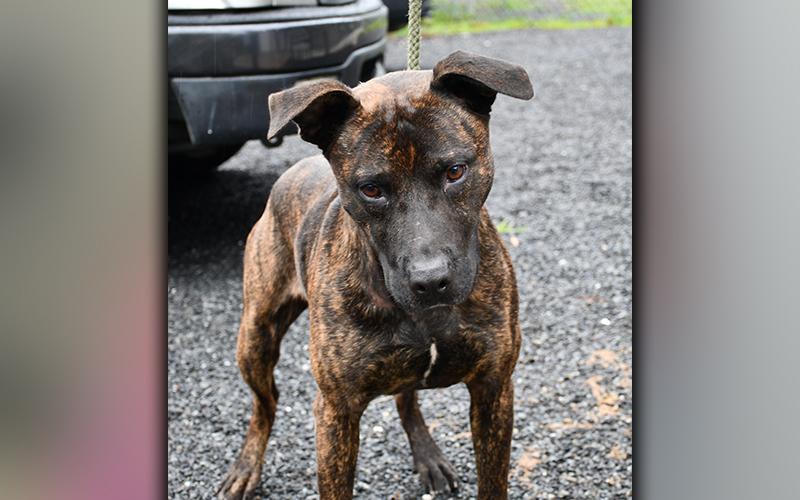 This male Bull mix was picked up by Animal Control on Murhpy Highway July 7 and is staying there until reclaimed or adopted. His short coat is a a rich dark chocolate with brindled red throughout. View this sweetie pie pup under Animal Control number 195-20.