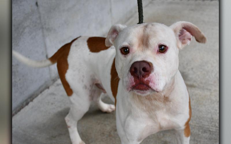 This male Bull mix was picked up on Farm Road in Morganton July 1 and is staying at Fannin County Animal Control until reclaimed or adopted. This sweet boy is a little shy, but will open up with a little love. His short coat is a beautiful white with patches of red. View this loving pup under Animal Control number 188-20.