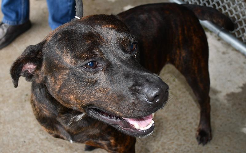 This male Bull mix was picked up in Blue Ridge June 18 and is staying at Fannin County Animal Control until reclaimed or adopted. He is energetic and super cute. This beautiful pup has a sleek black coat with brindled patches of red. View this cute guy under Animal Control number 171-20.