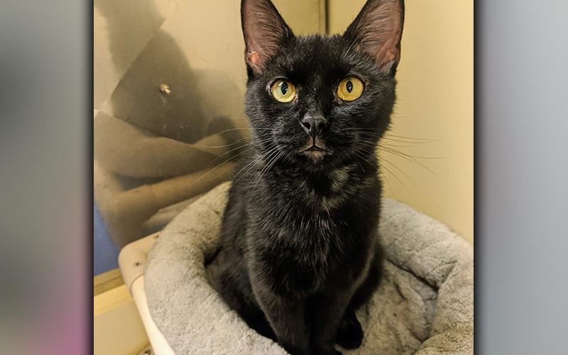 The Humane Society of Blue Ridge cat of the week is Ebony. She is 18 months old and has a beautiful black coat with a touch of gray mixed in on top of her head. Her gorgeous eyes will draw you in and her sweet nature will melt your heart. She loves to sit in your lap and prefers napping in higher spaces. More information is available by contacting the Adoption Center at 706-632-4357.