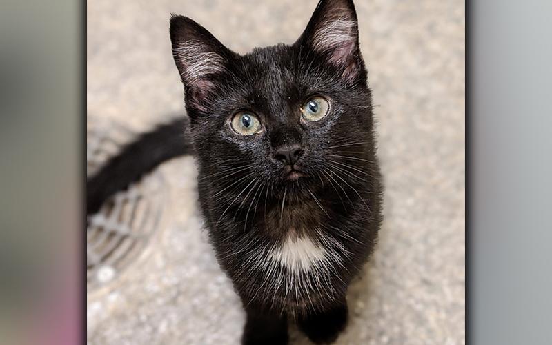 The Humane Society of Blue Ridge cat of the week is Rose. She is a four-month-old sweet and soft beauty who loves to be held like a baby. Rose gets along well with other cats. She is spayed, microchipped and current on her vaccinations. More information is available by contacting the Adoption Center at 706-632-4357.