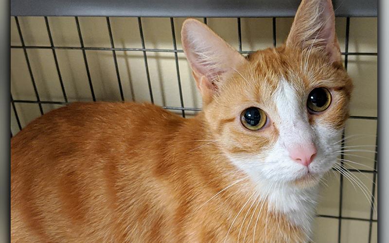 The Humane Society of Blue Ridge cat of the week is Hope. She is a one-year-old orange and white beauty who loves to talk to people, is fun loving and plays with anything that moves. She is spayed, microchipped and current on her vaccinations. More information is available by calling the Adoption Center at 706-632-4357.