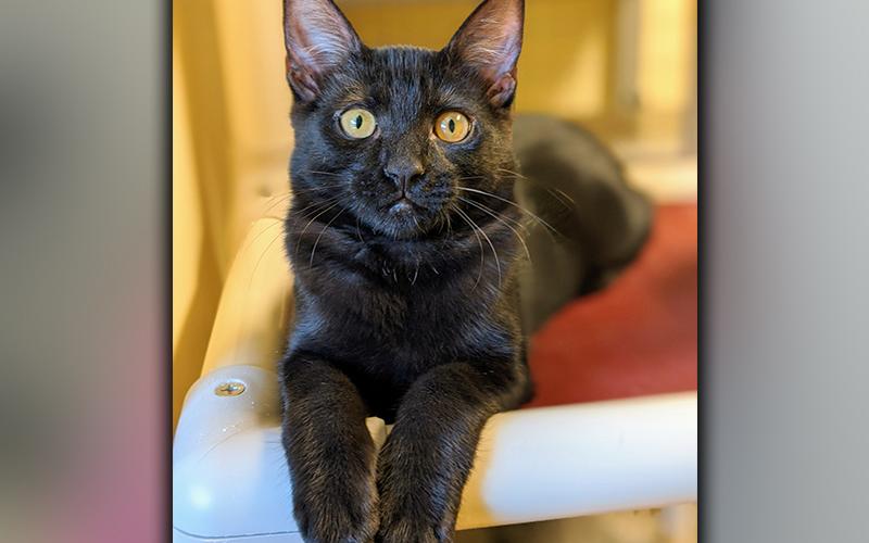 The Humane Society of Blue Ridge cat of the week is Sarabi. She is a five-month-old beauty with tons of energy and an independent streak. Sarabi is good with people and other cats. She is spayed, microchipped and current on her vaccinations. Contact the Adoption Center at 706-632-4357 for more information about Sarabi.